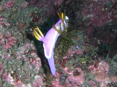 20050730三宅島のカグヤヒメウミウシ