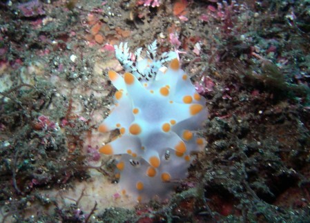 20050730三宅島のコンペイトウウミウシ