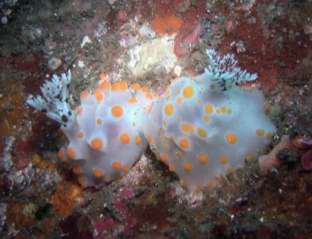 20050730三宅島 サガミウミウシのペア