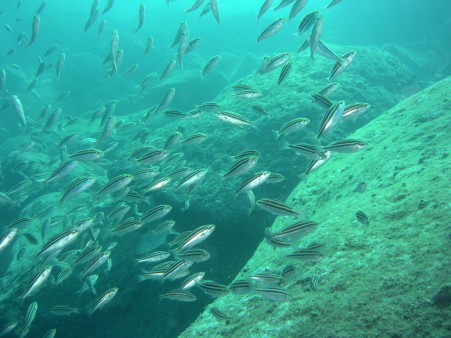 黄金崎魚の群れ